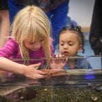 Point Defiance Touch Tank