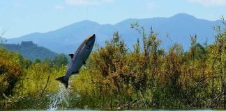 Salmon jumping