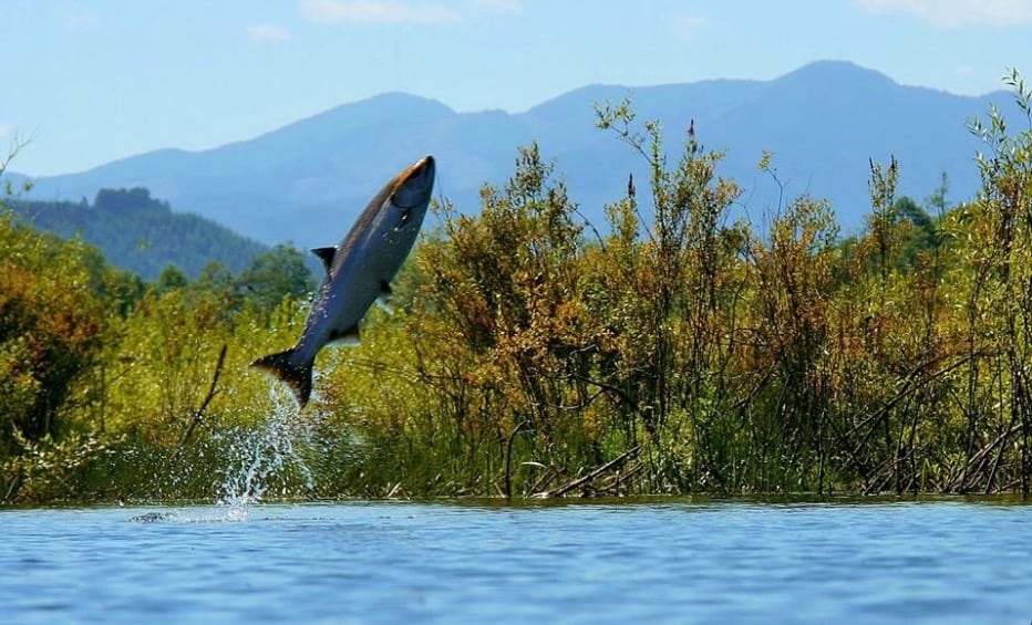 Salmon jumping