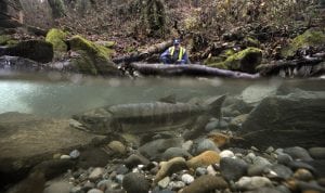 Swan Creek Salmon