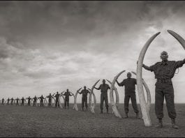 Rangers with Tusks of Killed Elephants