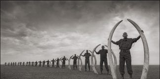 Rangers with Tusks of Killed Elephants