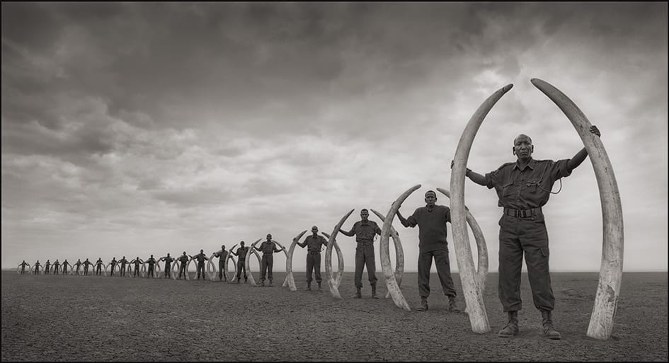 Rangers with Tusks of Killed Elephants