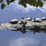 Turtles at Snake Lake