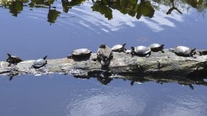 Turtles at Snake Lake