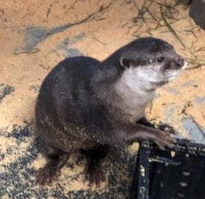 Debbie Doolittle's Indoor Petting Zoo