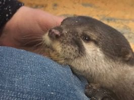 Debbie Doolittle's Otter Experience