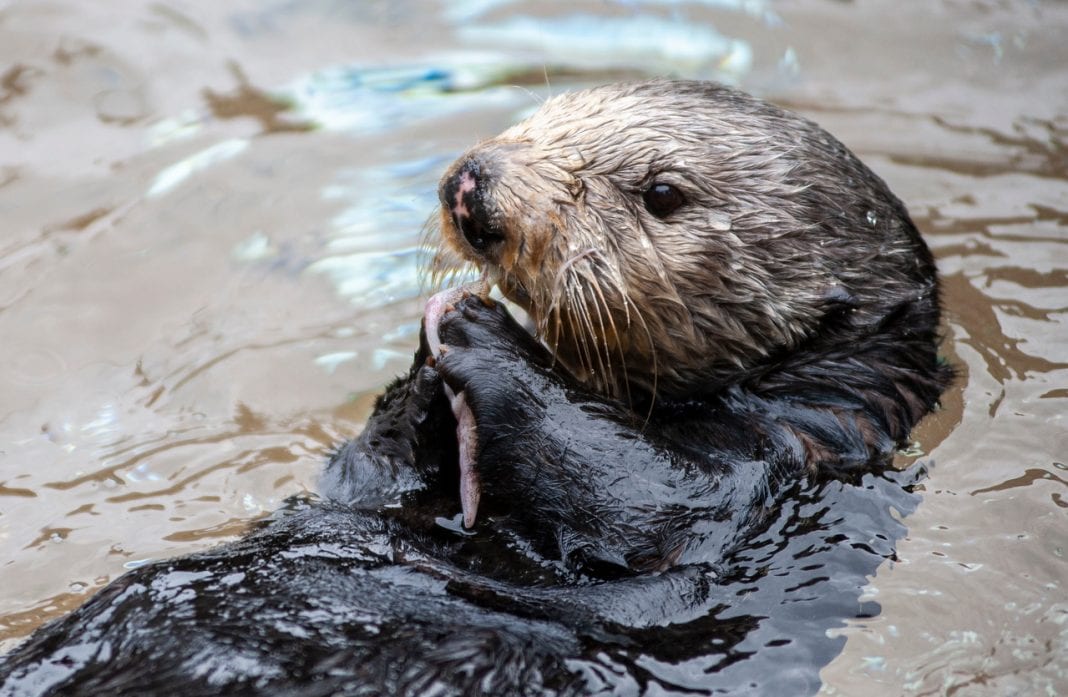 Otter Point Defiance Zoo