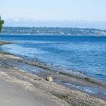 Vashon Island Beaches