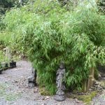 Jade Mountain Nursery