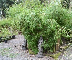 Jade Mountain Nursery