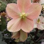 Portland Ave Nursery