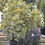 Willow Tree Gardens
