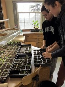 SMU students water fresh seedlings