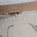Bed bugs box springs