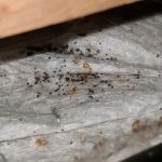 Bed Bug Treatments