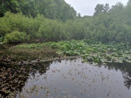 Snake Lake