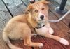 Dog friendly restaurants Tacoma