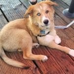 Dog friendly Dine with your dog at Rock the Dock Pub and Grill