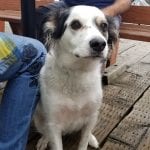 Dog friendly Rock the Dock Pub and Grill