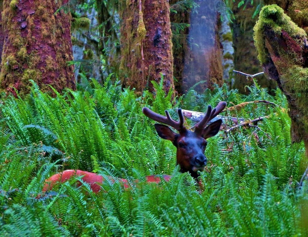 Olympic National Forest