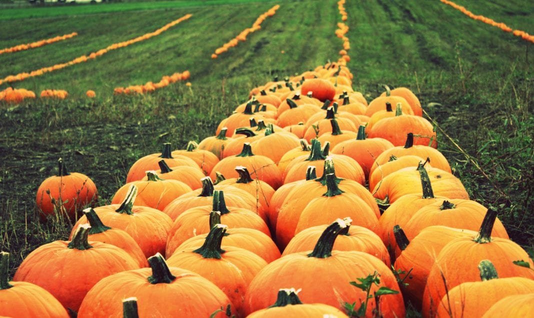 Pumpkin Patches and Corn Mazes in Pierce County