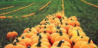 Pumpkin Patches and Corn Mazes in Pierce County