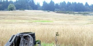 McNeil inmate cemetery