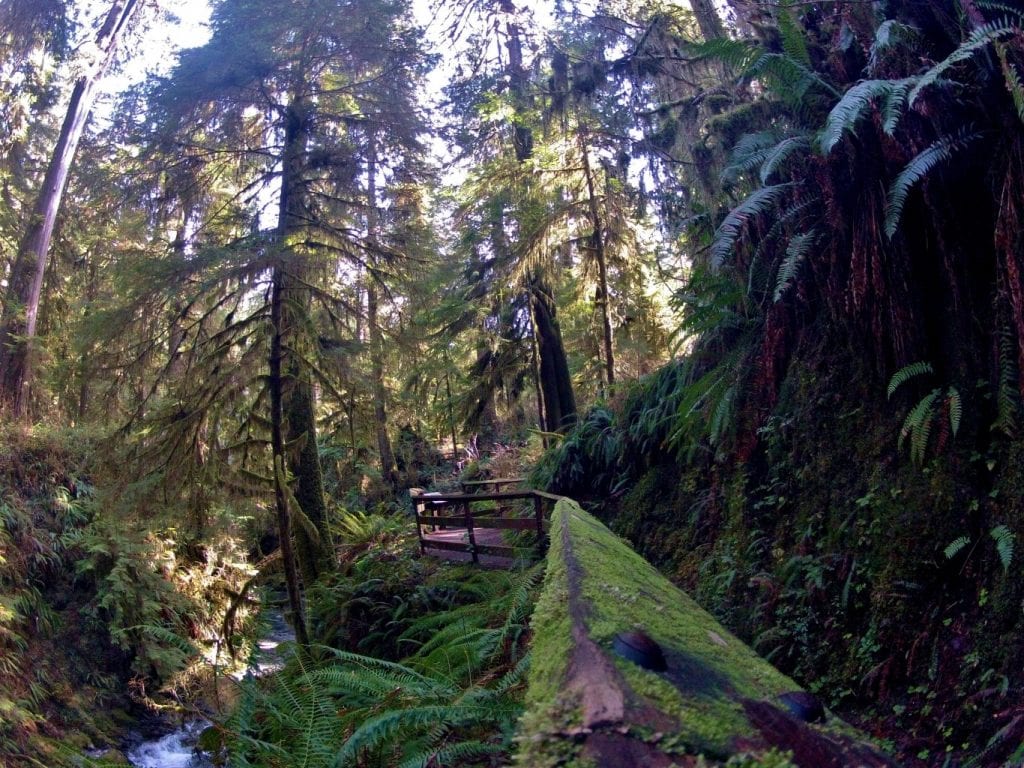 Quinault Rainforest Trail