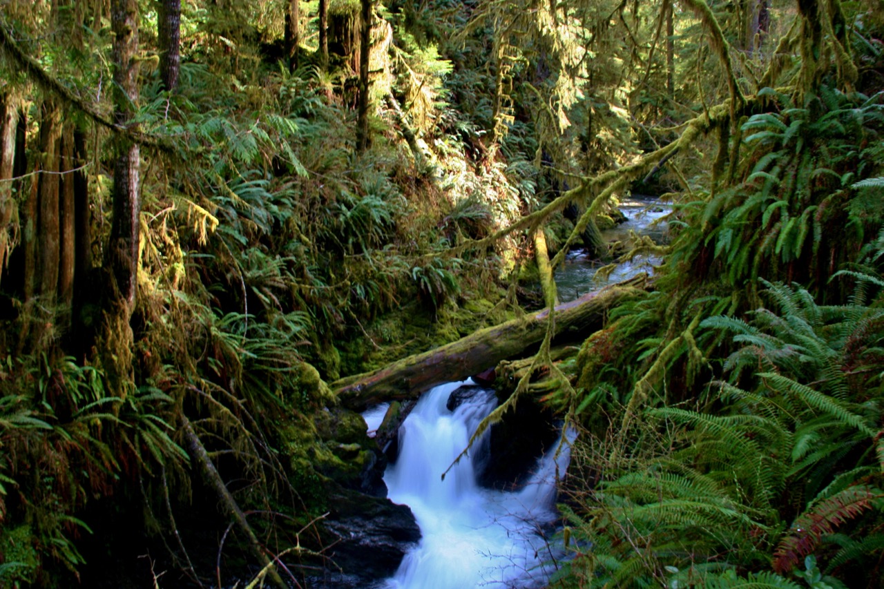 Take a Summer Hike or Trail Run to Mima Falls. 