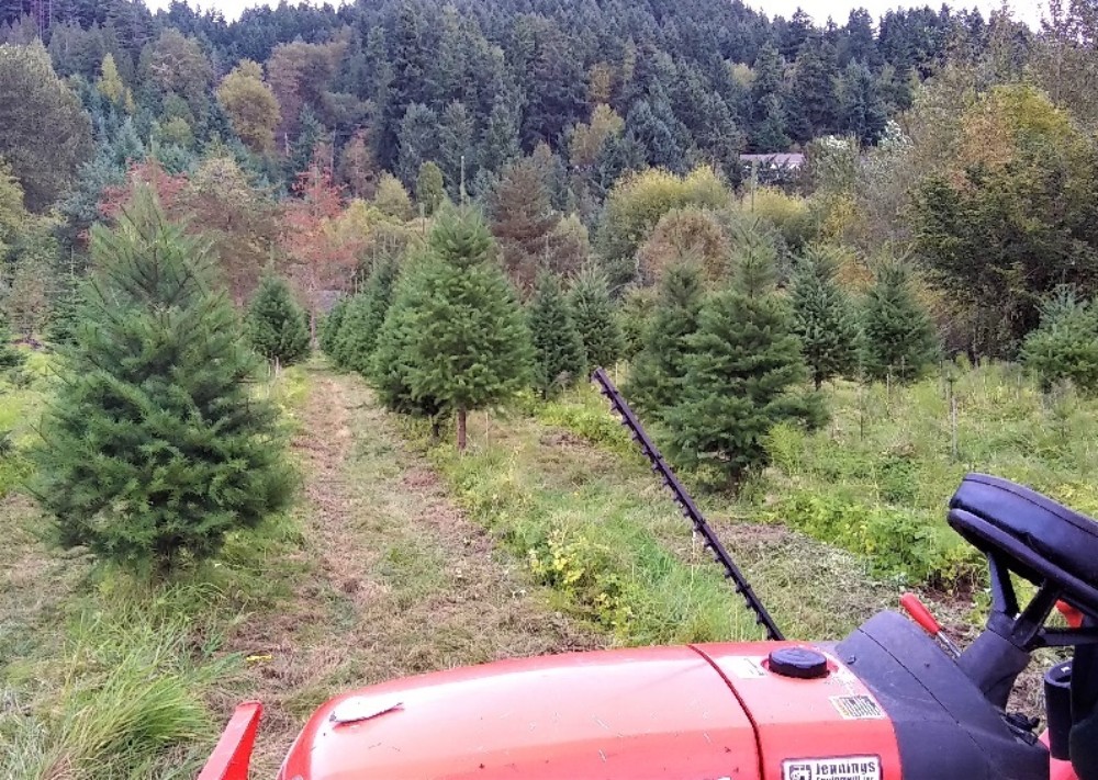 Harvey's Harvest Christmas Tree Farm