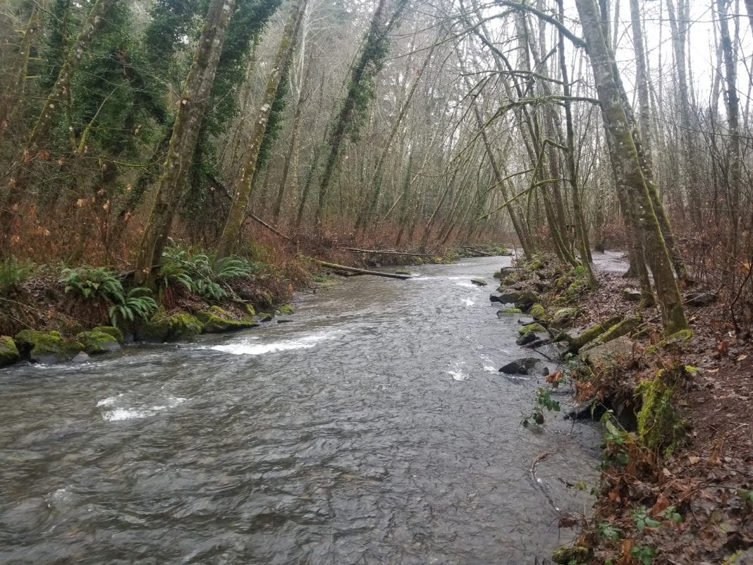 Chambers Creek from Kobayashi Park