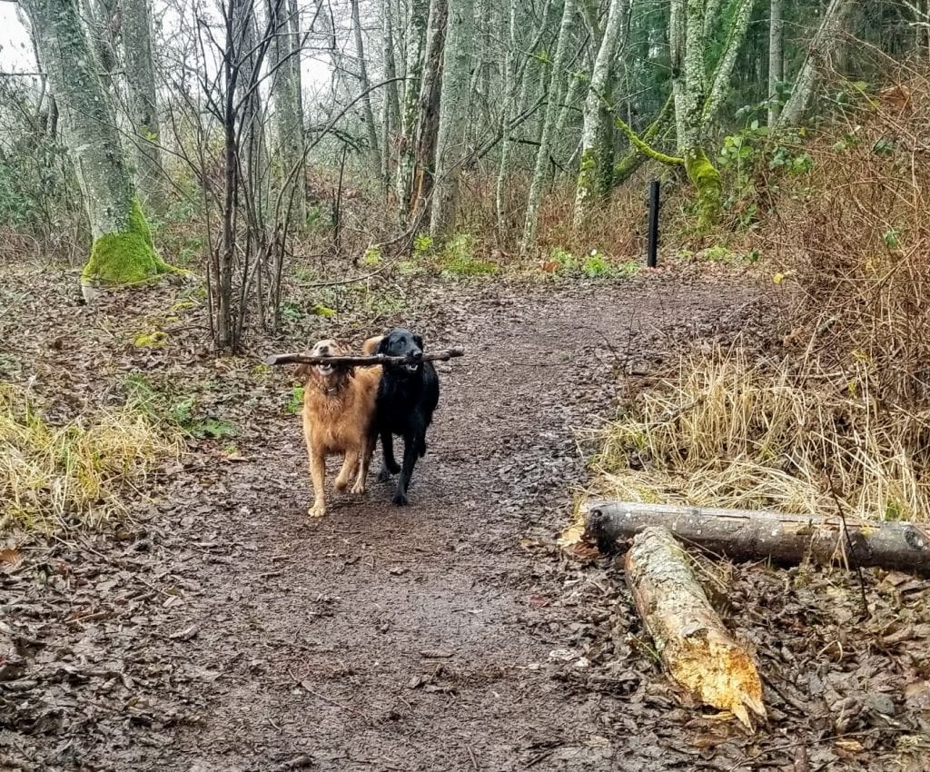 Chambers Creek Trail