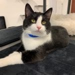 catffeinated tacoma