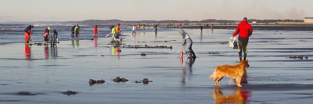 2020 Razor Clam Festival Ocean Shores clam dig