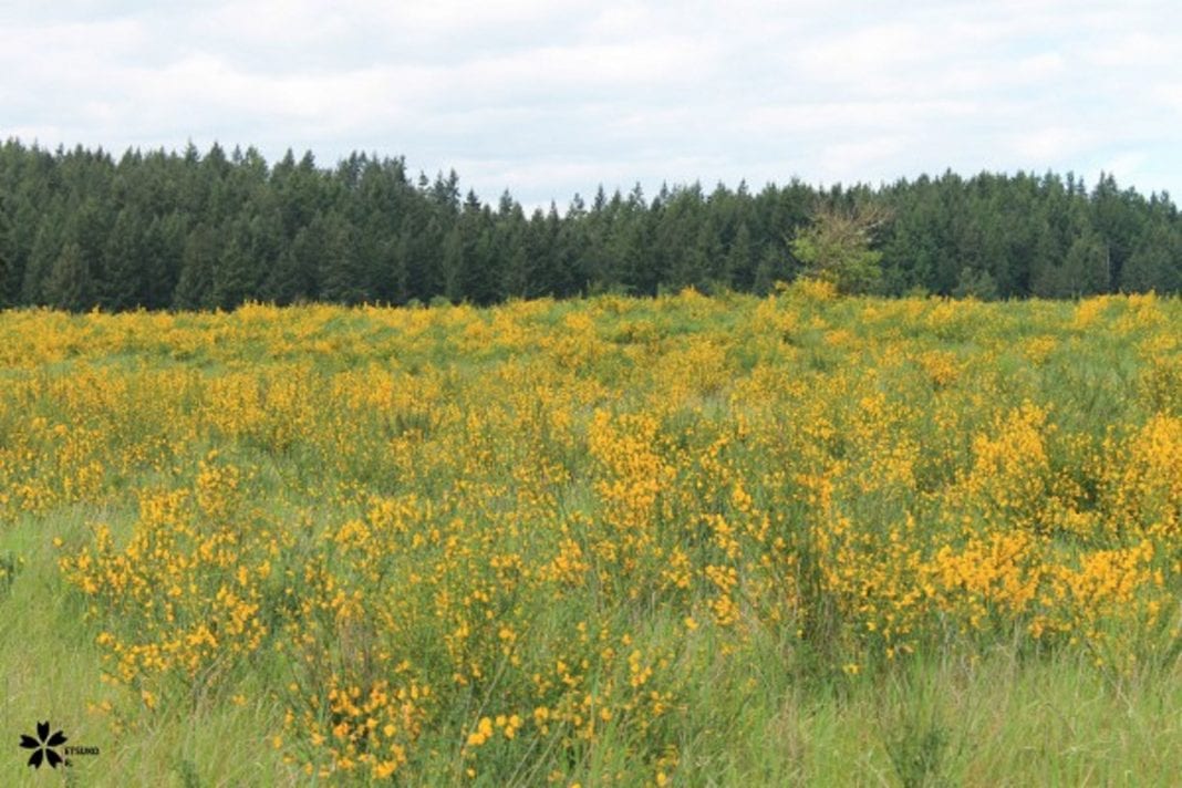 Scotch Broom