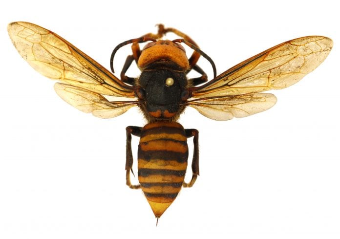 Asian Giant Hornet