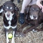 The Humane Society for Tacoma and Pierce County