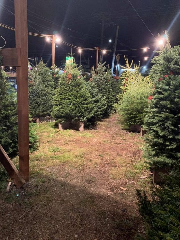 Christmas Trees in Pierce County
