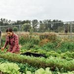 DANCING SPROUT FARM