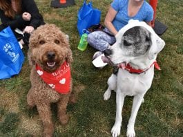 Humane Society for Tacoma and Pierce County Dog-A-Thon