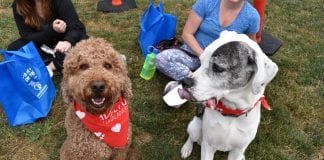 Humane Society for Tacoma and Pierce County Dog-A-Thon