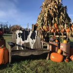 Pierce County Pumpkin Patch Thomasson Family farm scene