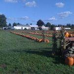 Pierce County Pumpkin Patch double r farms