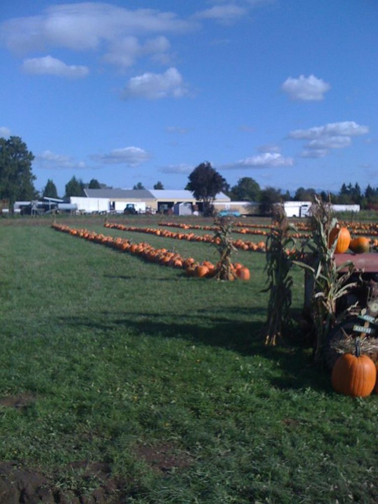 2021 Pumpkin patches corn mazes Pierce County