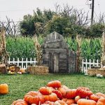Pierce County Pumpkin Patch pichas farm