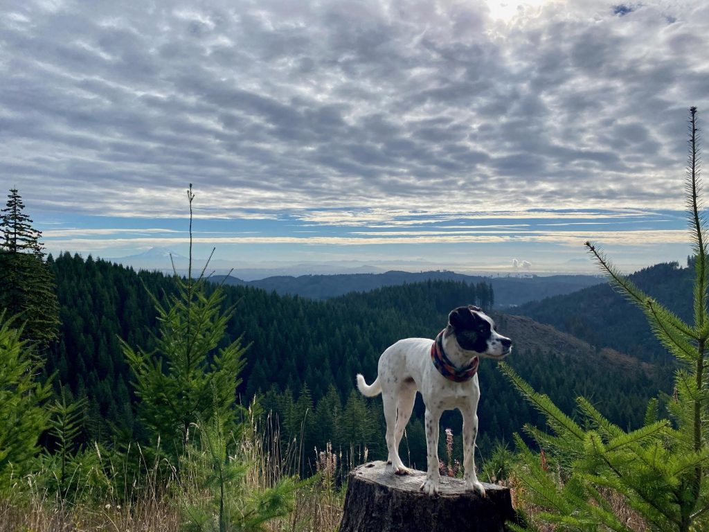 Capitol Forest hikes