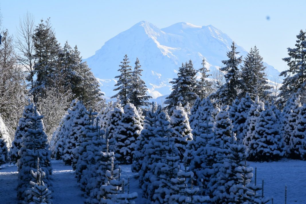 Christmas Tree Farms Pierce County