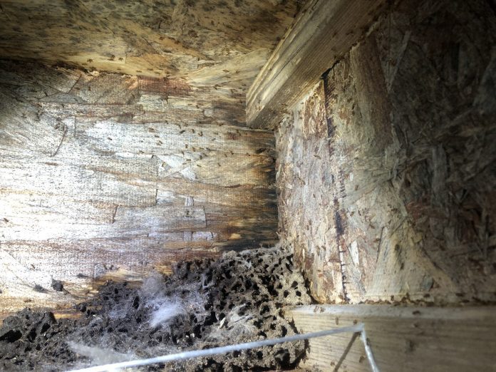 Boggs Inspection Services Winter Pests Moisture Ants New Construction Boggs Inspection Services