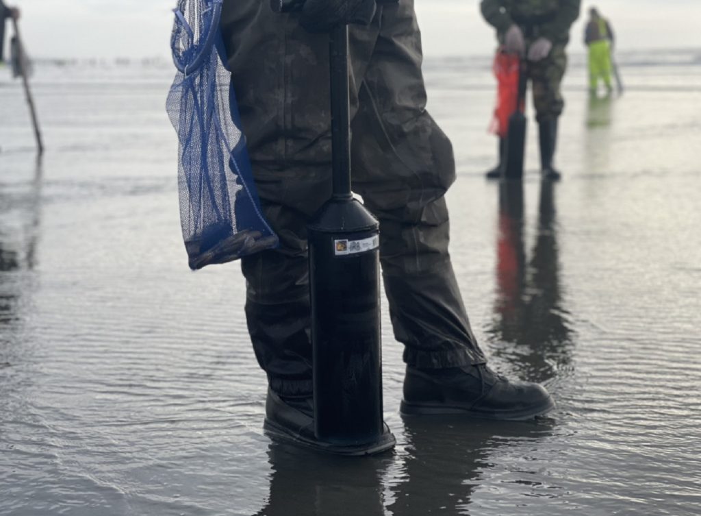 Grays Harbor razor clams